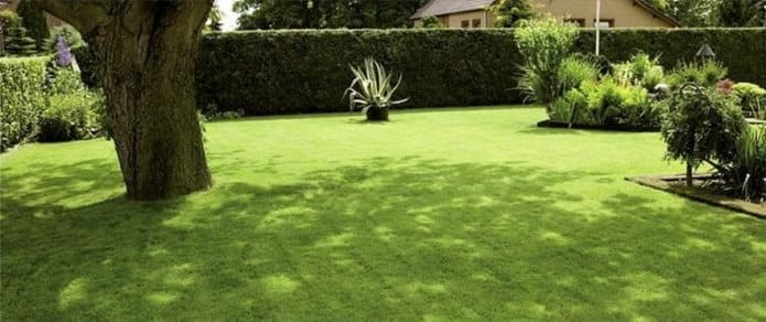 barenbrug shadow.jpg