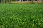rpr-lawn-3.jpg