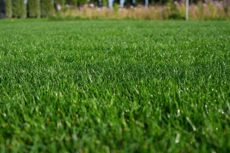 rpr-lawn-3.jpg